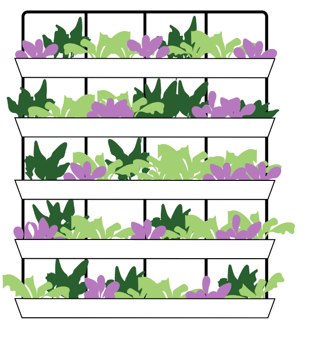 Cultivo vertical de azafrán