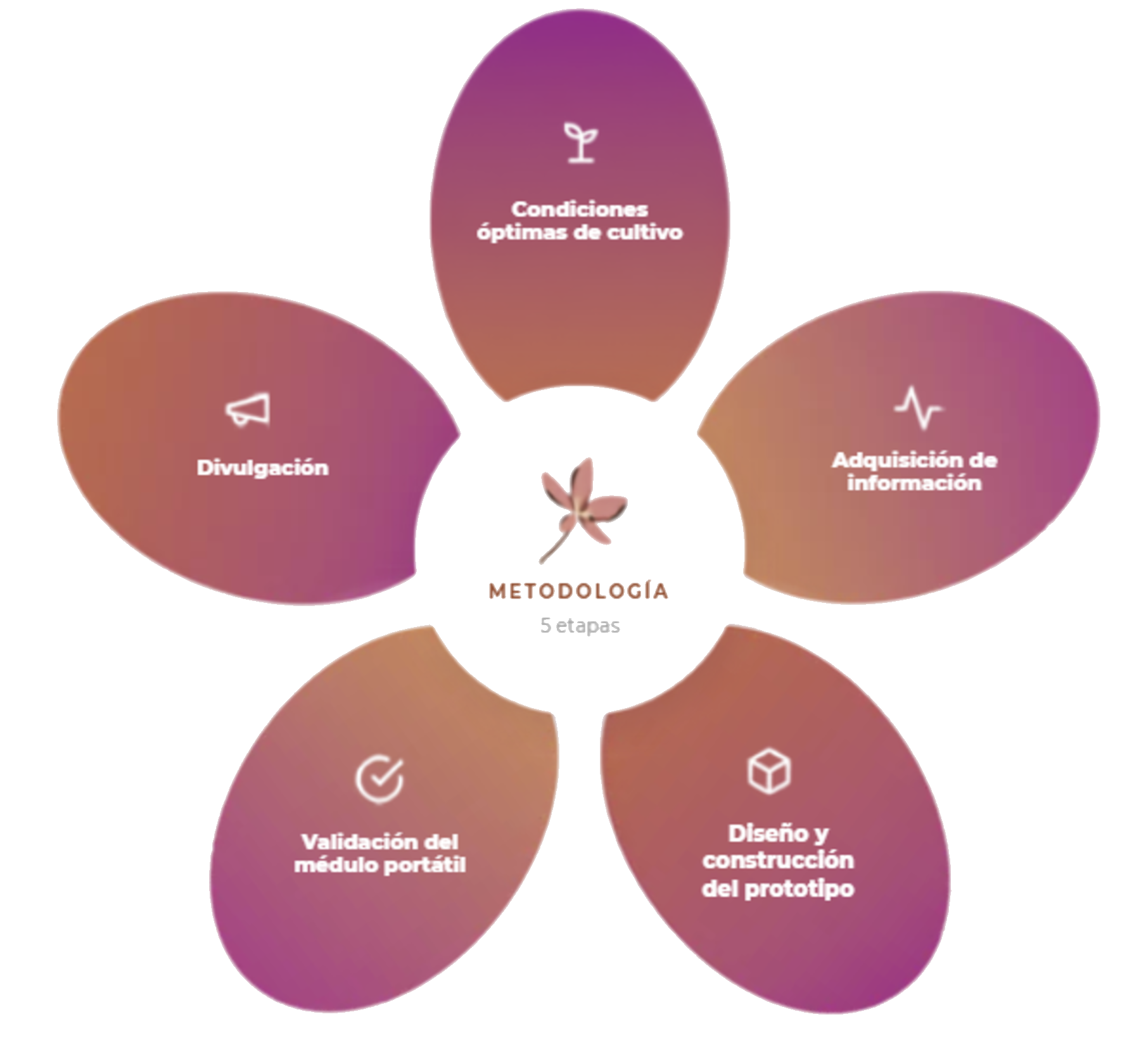 Metodología: 5 etapas del proyecto